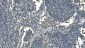 Anti-CD13/ANPEP Picoband™ Antibody (monoclonal, 5B9)